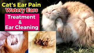 Cat ear mites  Cat watery ears  Cat ear treatment  Cat ear pain  Ear infection in cats [upl. by Wyndham998]