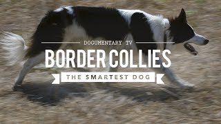 BORDER COLLIE THE WORLDS SMARTEST DOGS [upl. by Mchugh89]