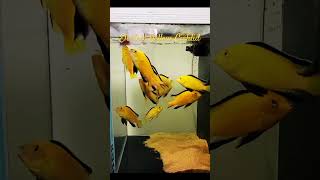 MMA Shorts  Electric Yellow Cichlid  African Cichlid africancichlid malawicichlid cichlid fish [upl. by Seaden520]