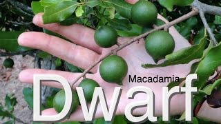 Dwarf Macadamia Nut Tree for Australia [upl. by Knowland]