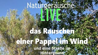 Blätter rauschen im Wind Naturgeräusche zum Einschlafen Meditieren Lernen Arbeiten amp Entspannen [upl. by Nicram]