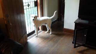 Yellow Lab Pup Happy to See Mom [upl. by Atlas]