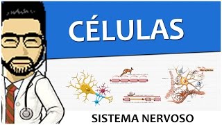 Sistema Nervoso 02  Células  Tecido  Histologia Vídeo Aula [upl. by Kurr]