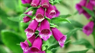 How to Grow Foxgloves from Seed [upl. by Shela]