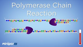 What is PCR Polymerase Chain Reaction  miniPCR bio™ [upl. by Ereveneug]