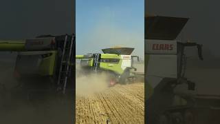 CLAAS LEXION 8900TT z Poľska  Mlátenie JAČMEŇA Žatva 2024 [upl. by Shel]