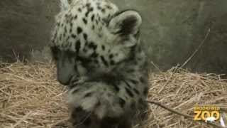 Snow Leopard Cub Born at Brookfield Zoo [upl. by Yadnil]