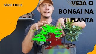 Como Decifrar sua Planta e Transformála em um Bonsai Perfeito [upl. by Enneirda451]