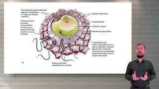 Do Epidídimo à Fertilização A Jornada do Espermatozoide [upl. by Abbey]