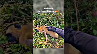 Wait for Mantras Power🔥🔱shortvideo hinduism hindu shortviral ytshorts [upl. by Dubois]