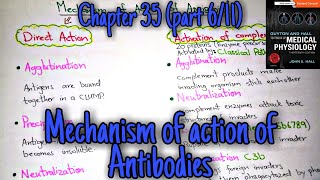 Mechanism of action of antibodies  chapter 35 part 6 Guyton and Hall text book of physiology [upl. by Ariay]