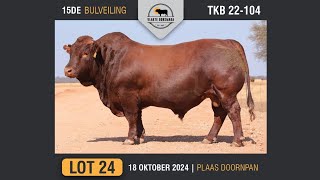 Lot 24  Vlakte Bonsmara Bulveiling  18 Okt 2024 [upl. by Lilia]