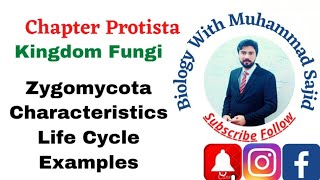 ZYGOMYCOTA Characteristics Life Cycle Examples kingdom Fungi Chapter Protista FSC Ist year [upl. by Jacqui]