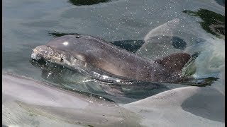 Dolfijnen  baby James 26052017  Bottlenose Dolphins Dolfijnendelta  Dolfinarium Harderwijk [upl. by Maximo]