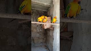 Sun conure good looking parrots birdsshortsvideo [upl. by Rind]