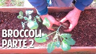 Como Plantar Brocoli paso a paso en maceta  Parte 2 Transplante Riego y Luz cosasdeljardin [upl. by Bradeord]