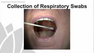 Respiratory Swab Collection Training Video  NSW Health [upl. by Ahsiam]