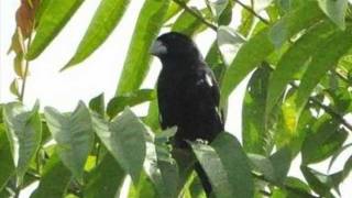 Aves do Brasil  O canto maravilhoso do Bicudo [upl. by Ahsuatan142]