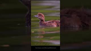 Cute Juvenile Tufted Duck shorts [upl. by Quint]