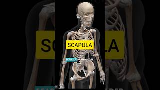 Scapula bone anatomy humananatomy anatomy mbbs medical bones [upl. by Makell85]