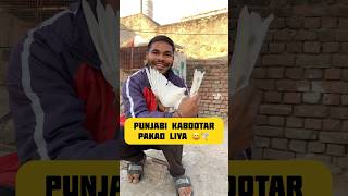 Punjabi kabootar🕊️🤗 pakad liya ❤️ minivlog pigeon kabutar petslover budgies shortsfeed [upl. by Giralda79]