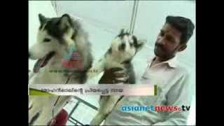 Mohanlal imported Storm a Siberian Husky show [upl. by Walters]