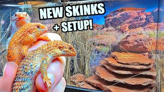 NEW Pilbara Spiny Tail Skinks  Habitat Build  Egernia epsisolus [upl. by Pegeen]