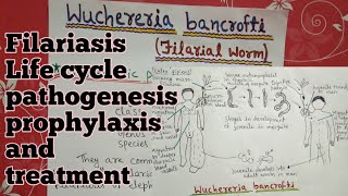 Wuchereria bancrofti Life cycle full notes explain in hindi  part 2 [upl. by Harvison]