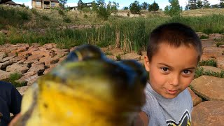 On the hunt for Pickerel and Bull Frogs Catching frogs at a local pond [upl. by Caton]