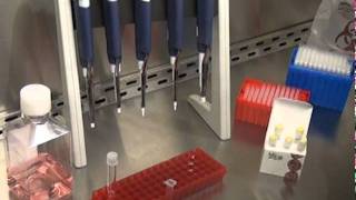 Mirus TransITLT1 Transfection Reagent Protocol [upl. by Patrick]