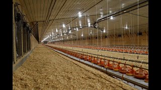 Introduction to Modern Broiler Production all subjects combined [upl. by Gottwald373]