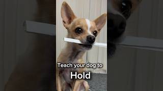 Teach your dog to hold  dog trick tutorial [upl. by Wehner]