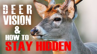 Deer Vision How it Works and How to Stay Hidden [upl. by Lah682]