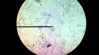 BIOLOGY102 LAB  SPONGE SPICULES [upl. by Vick]