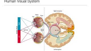 Introduction to Psychology 33 Sensation and Perception Vision [upl. by Halas979]