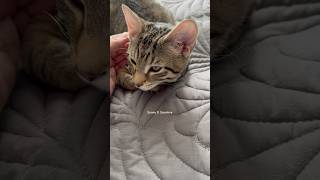 Sunny loves to sleep and relax with his Mama amazingpets cat cute [upl. by Marcie300]