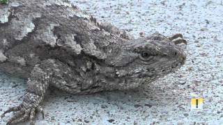 Eastern fence lizard Sceloporus undulatus Designermite HD quality 1080 [upl. by Laemaj996]