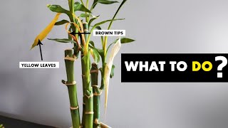 Do this to save your LUCKY BAMBOO plant leaves TURNING YELLOW [upl. by Loraine]