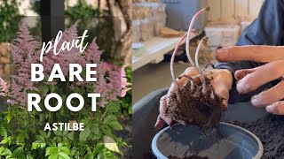 Planting Bare Root Astilbe  Perennial Garden [upl. by Haymo801]