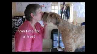 Trimming a Wheaten Terrier  Part 6 [upl. by Atenaz]