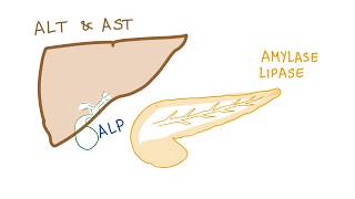 Liver and pancreatic enzymes explained  AST ALT GGT ALP Amylase amp Lipase [upl. by Layton]