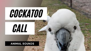 The Animal Sounds Cockatoo Call  Sound Effect  Animation [upl. by Neile]