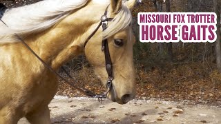 Missouri Fox Trotter Horse Gaits [upl. by Ecnaralc148]