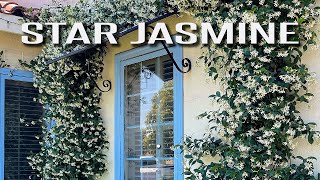 Star Jasmine  Design ideas for a classic timeless landscape [upl. by Adnola]