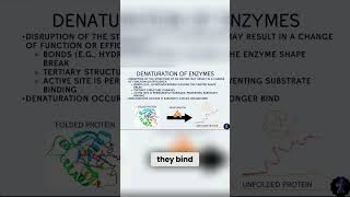 How Denaturing Completely Changes Enzyme Activity [upl. by Aneelas146]