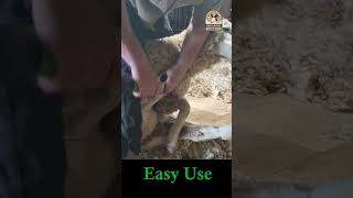 Justin Sheep Shearing 60 second demo of Takeit Sheep Shearing Electric Clippers for Hobby Farmers [upl. by Ahsikat]