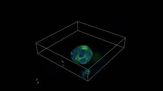 Gastric Organoid 3D Imaging of Pan Cytokeratin [upl. by Hepsibah87]