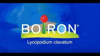 Lycopodium clavatum [upl. by Cawley]