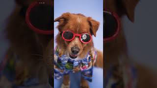 Dog song dog doglover shortsvideoviral trendingshorts youtubeshortsvideo [upl. by Annavaig779]