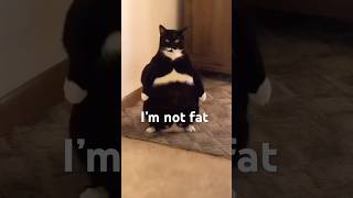 Huge cat😃 funnyvideo catsmoments funnycats funncats funny funnypets cat pets funnyanimals [upl. by Airotkiv]